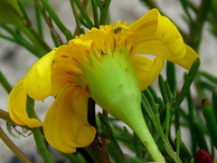 Steirodiscus tagetes