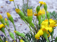 Steirodiscus tagetes