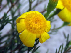 Steirodiscus tagetes