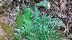 Dryopteris pacifica