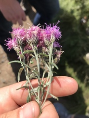 Saussurea salicifolia