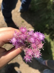 Saussurea salicifolia