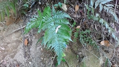 Dryopteris pacifica