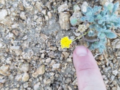 Trichoptilium incisum