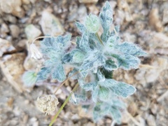 Trichoptilium incisum