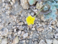 Trichoptilium incisum