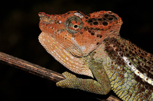 Uthmöller's Chameleon - Photo (c) Petr Necas, some rights reserved (CC BY-NC), uploaded by Petr Necas
