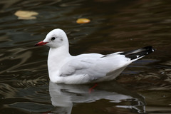Chroicocephalus ridibundus