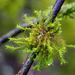 Lyell's Bristle-Moss - Photo (c) Wendy Feltham, some rights reserved (CC BY-NC), uploaded by Wendy Feltham