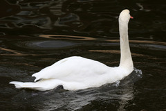 Cygnus olor
