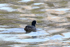 Fulica atra