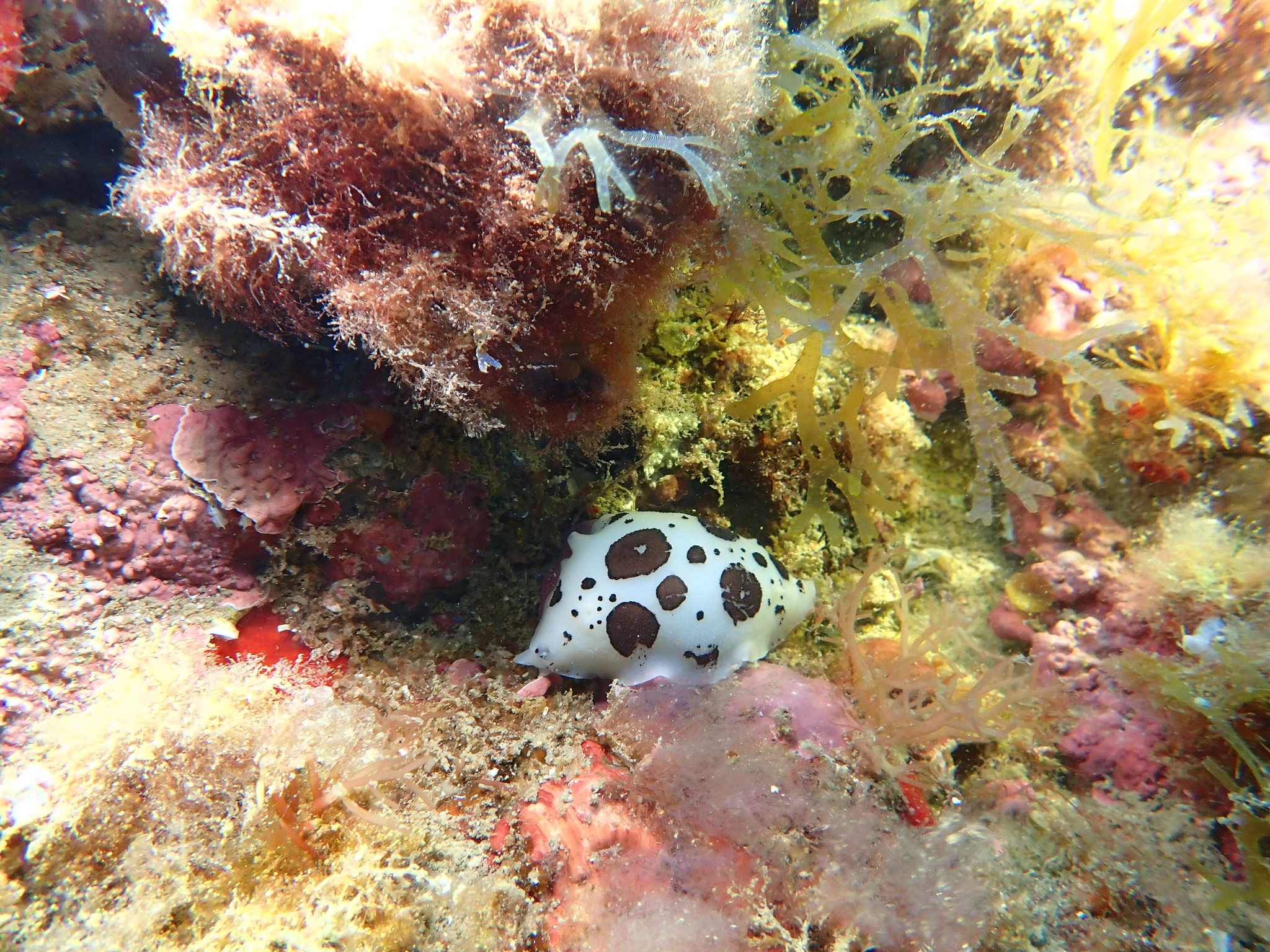 Peltodoris atromaculata Bergh, 1880