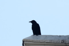 Corvus corone