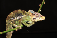 Hanang Hornless Chameleon photo 3