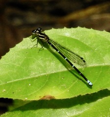 Argia oculata