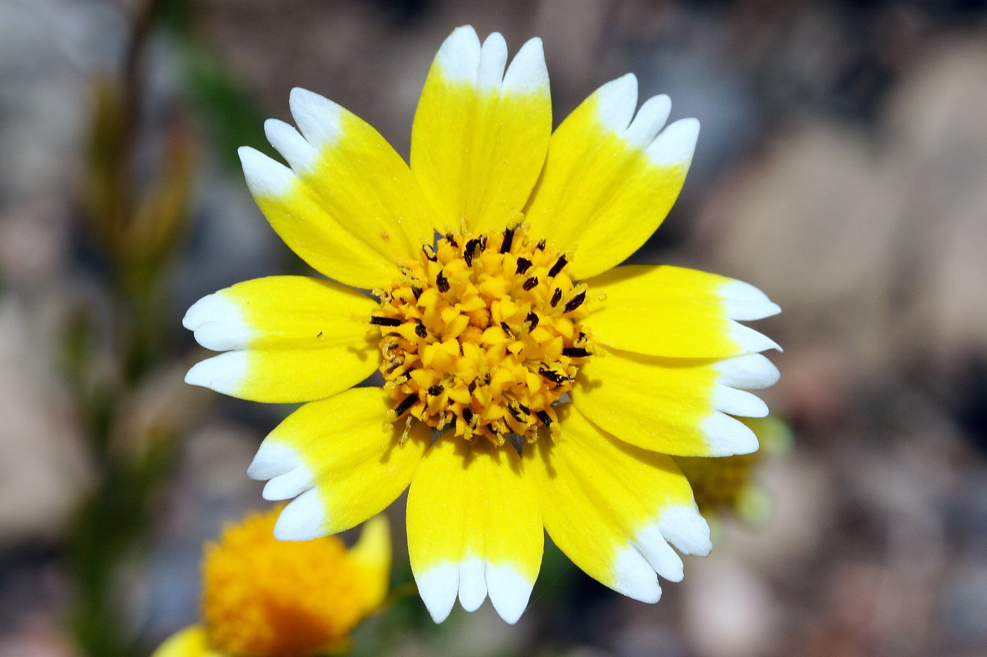 Layia chrysanthemoides