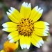 Layia chrysanthemoides - Photo (c) David Hofmann, algunos derechos reservados (CC BY-NC-ND)