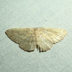 Cyclophora myrtaria