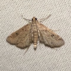 Parapoynx allionealis