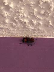 Enoclerus ichneumoneus