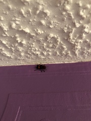 Enoclerus ichneumoneus