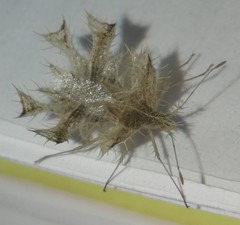 Pephricus