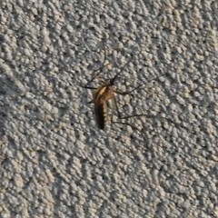 Aedes trivittatus