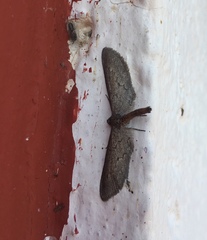 Glaucina erroraria