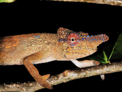 Rednose Dwarf Chameleon photo 3