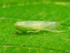 Chlorotettix similis