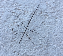 Pseudosermyle strigiceps