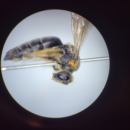 Allegheny Mining Bee photo 2