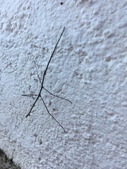 Pseudosermyle strigiceps