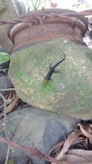 Gonatodes albogularis fuscus