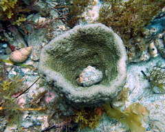 Psammocinia
