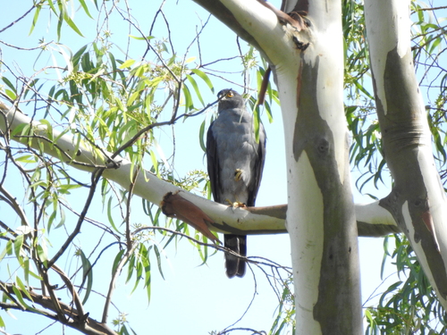 Bicolored Hawk (Astur bicolor), photo 8