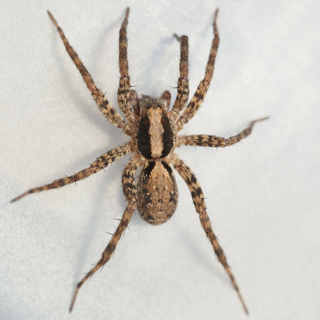 Brush-legged Spiders (Arthropods of Long Branch/Glencarlyn Park ...