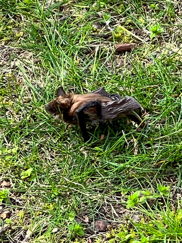 Big Brown Bat, Cabbagetown-South St.James Town, Toronto, ON, Canada, photo 10 of 10