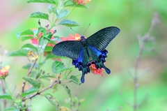 Papilio hopponis