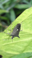 Proxys albopunctulatus