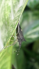 Proxys albopunctulatus
