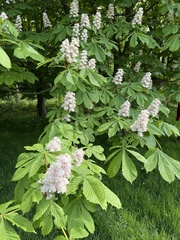 Jírovec maďal (Aesculus hippocastanum): původ a využití — fotografie 2