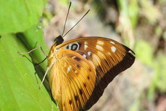 Lexias aeropa
