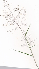 Eragrostis lugens