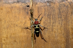 Xylotrechus rufilius