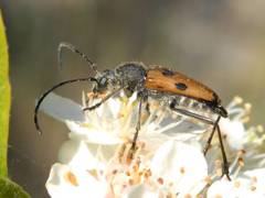 Anastrangalia laetifica