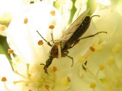 Dilophus strigilatus