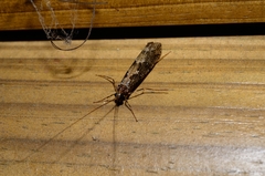 Stenopsyche taiwanensis