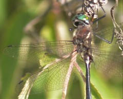 Somatochlora elongata
