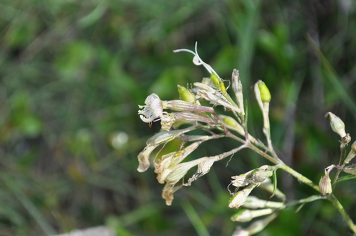 Silene nemoralis, photograph 1